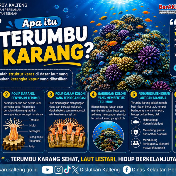 Gambar Apa itu terumbu karang?