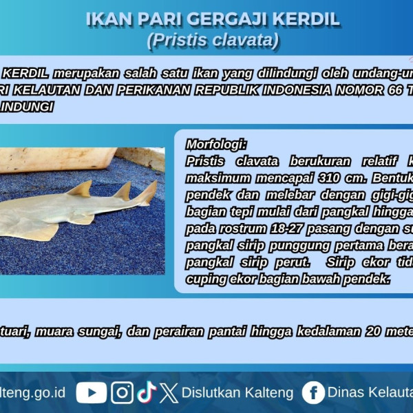 Gambar Pari Gergaji Kerdil (Pristis clavata)