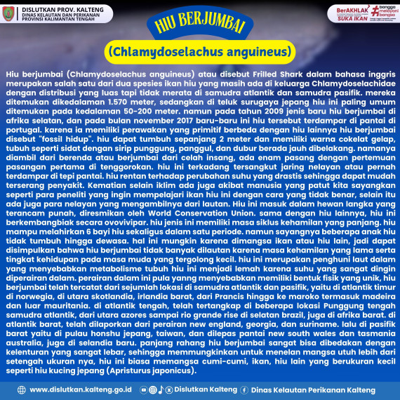 Gambar HIU BERJUMBAI