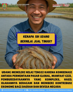 Kenapa Udang Bernilai Jual Tinggi?