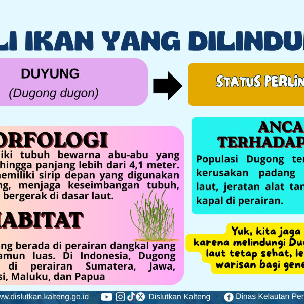 Gambar Dugong dugon atau duyung