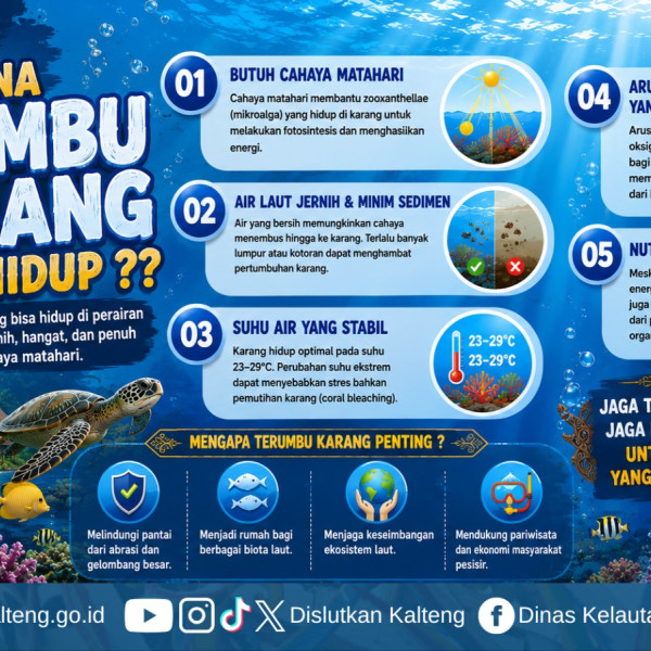 Gambar Terumbu karang tidak bisa hidup di sembarang tempat