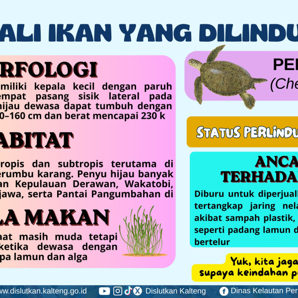 Gambar Penyu Hijau (Chelonia mydas)