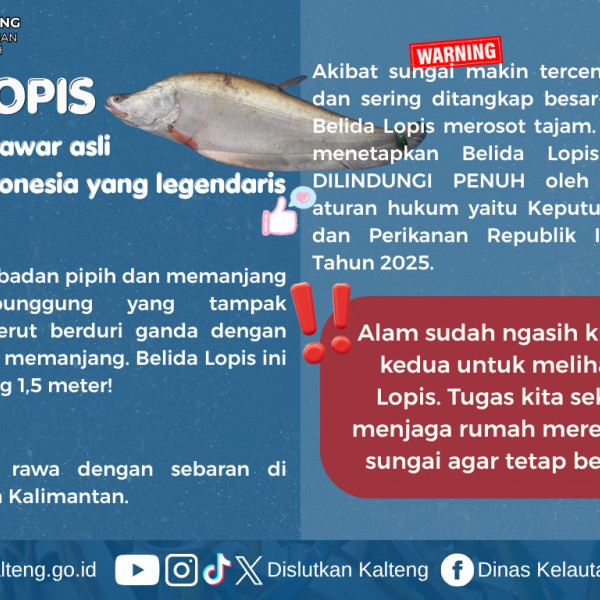 Gambar Mari lindungi Belida Lopis!