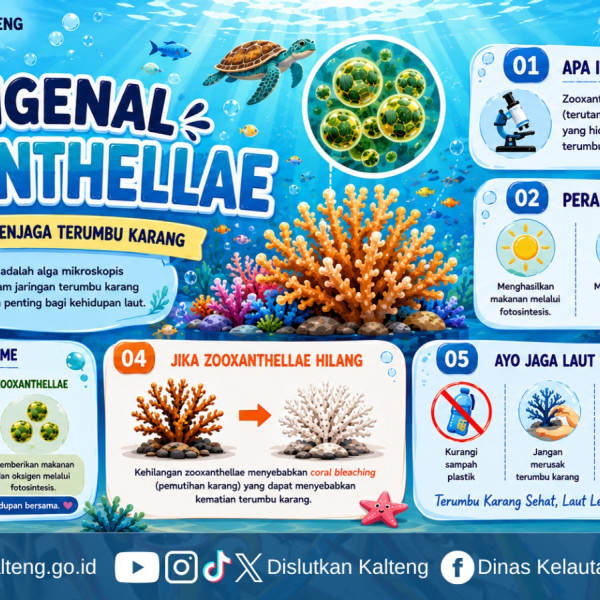Gambar Zooxanthellae, alga mikroskopis yang hidup di dalam jaringan karang