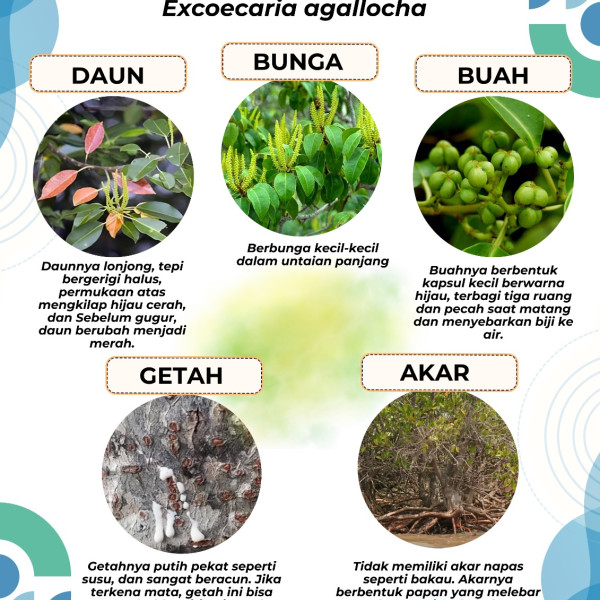 Gambar Mangrove Buta-Buta