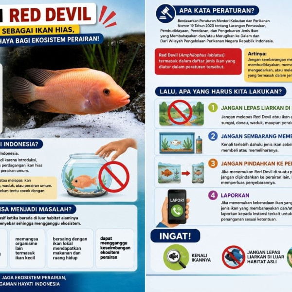 Gambar Red Devil (Amphilophus labiatus)