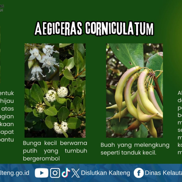 Gambar Mangrove Gigi Gajah (Aegiceras corniculatum)