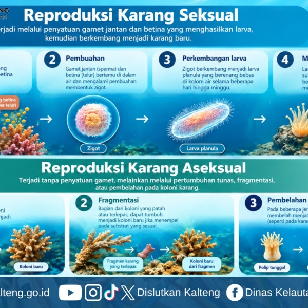 Gambar Cara Reproduksi Karang