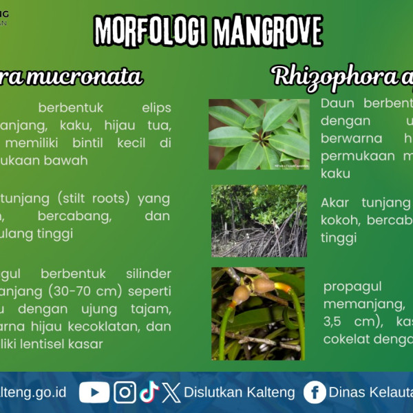 Gambar Morfologi Mangrove