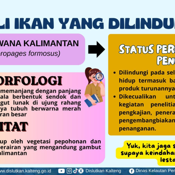 Gambar Arwana Kalimantan (Scleropages formosus)