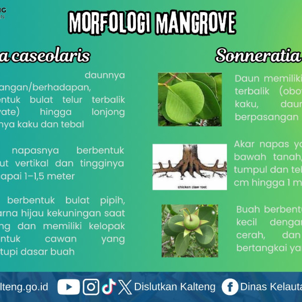 Gambar Keunikan Morfologi mangrove