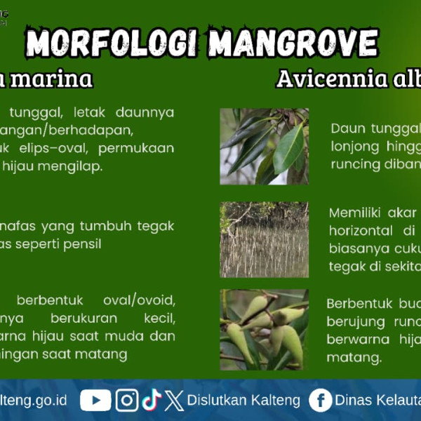 Gambar Morfologi Mangrove Avicennia Marina dan Avicennia Alba