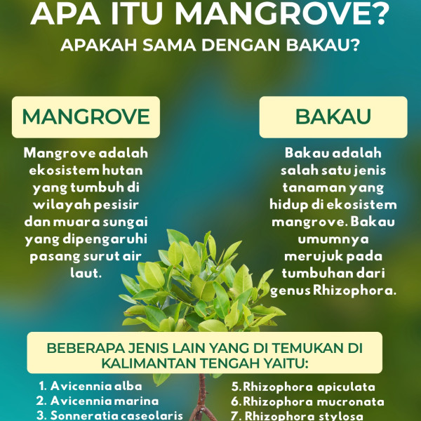 Gambar Apakah Mangrove sama dengan Bakau