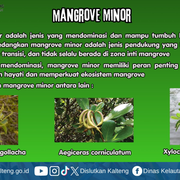 Gambar Mangrove Minor