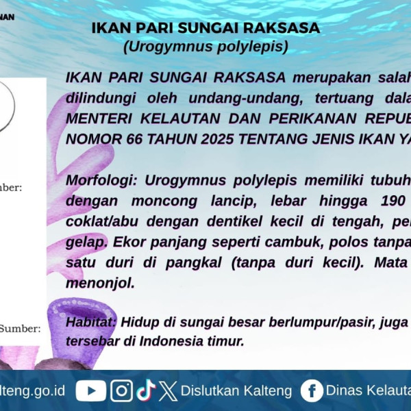 Gambar Yuk kenalan sama ikan ikan yang dilindungi!