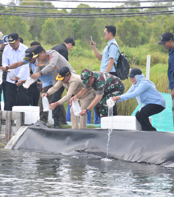 Gambar Dari Panen Hingga Restocking, Gubernur Kalteng Dorong Ekonomi Perikanan di Kawasan Shrimp Estate Berkah Kabupaten Sukamara