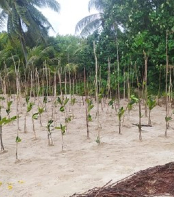 Gambar Pemprov Kalteng Dorong Kelestarian Ekosistem Pesisir, Warga Sungai Bundung Sukamara Ikuti Pelatihan dan Penanaman Mangrove