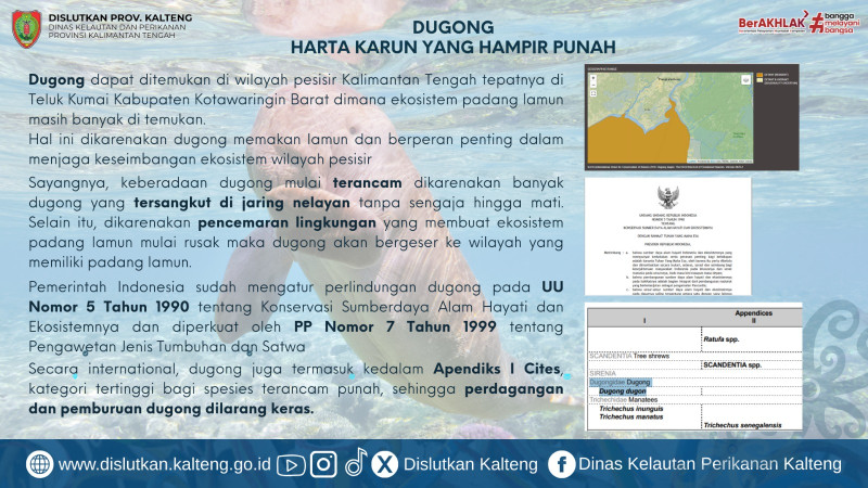 Gambar Dugong adalah penjaga keseimbangan laut kita.