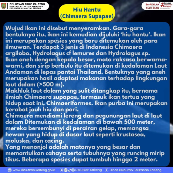 Gambar Ikan Hiu Hantu