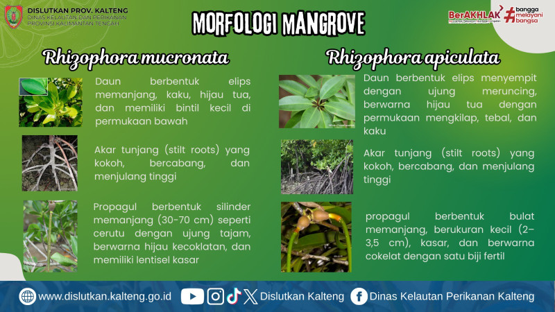 Gambar Morfologi Mangrove