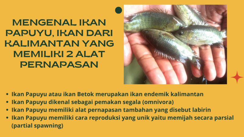 Gambar Mengenal Ikan Papuyu, Ikan dari Kalimantan yang memiliki 2 alat pernapasan