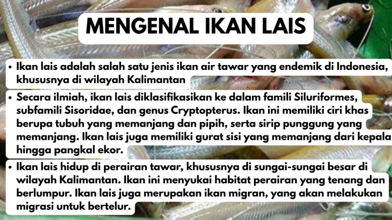 Gambar Mengenal Ikan Lais