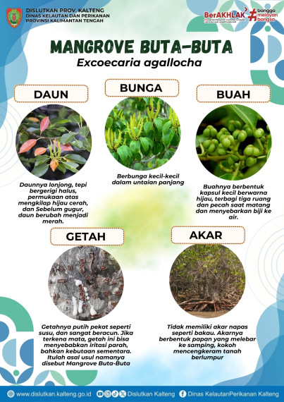 Gambar Mangrove Buta-Buta