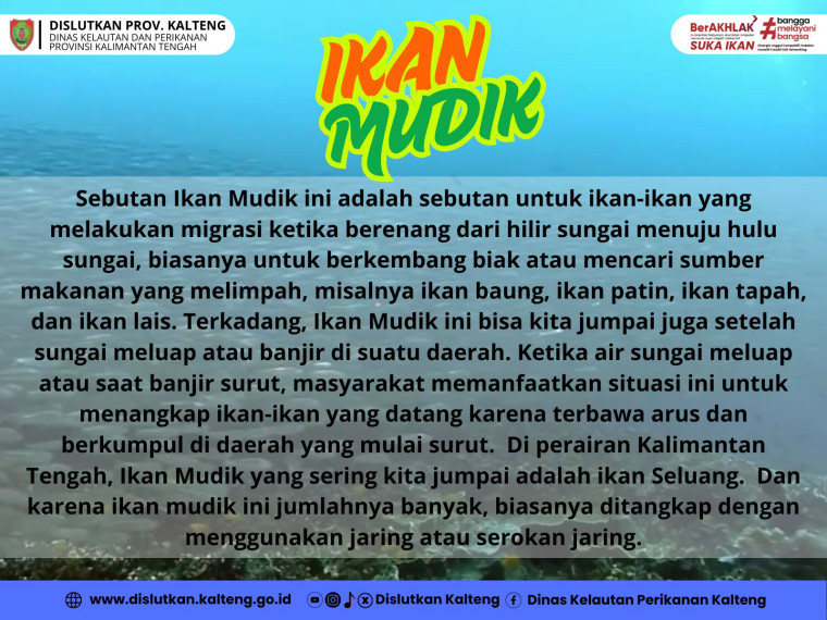 Gambar Ikan Mudik