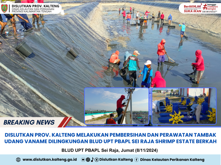 Gambar Pembersihan dan perawatan tambak udang vaname dilingkungan BLUD UPT PBAPL Sei Raja Shrimp Estate Berkah