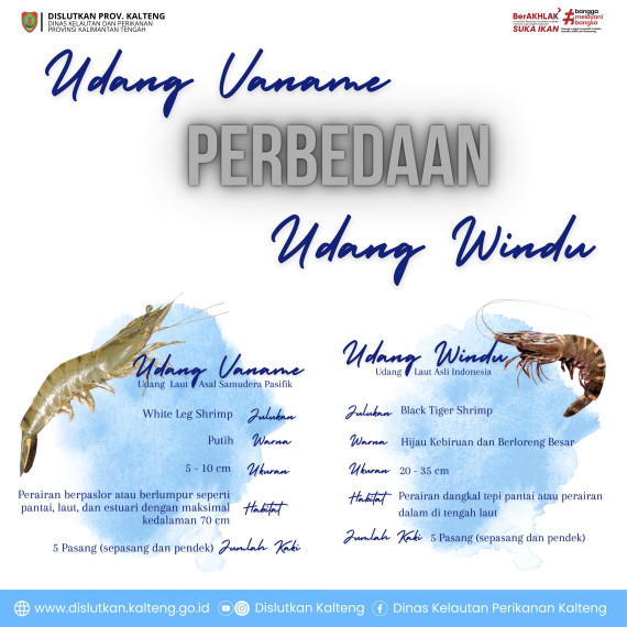 Gambar Perbedaan Udang Vaname dan udah Windu.