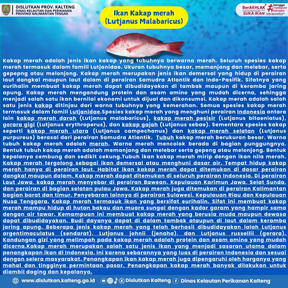 Gambar IKAN KAKAP MERAH