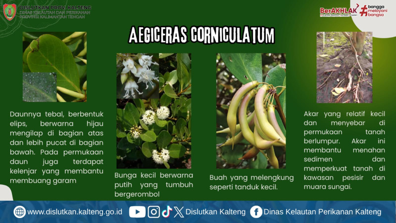 Gambar Mangrove Gigi Gajah (Aegiceras corniculatum)