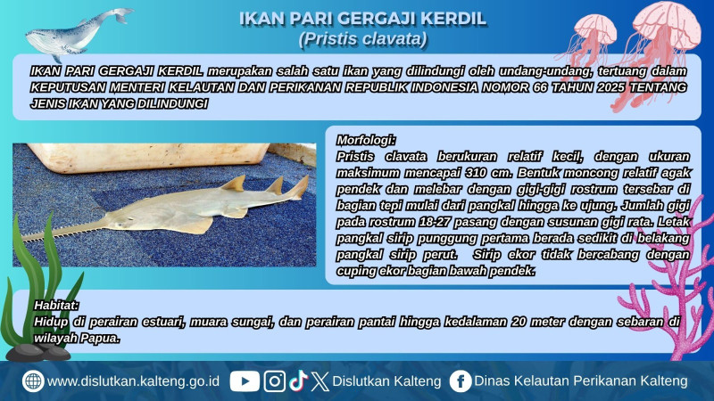 Gambar Pari Gergaji Kerdil (Pristis clavata)