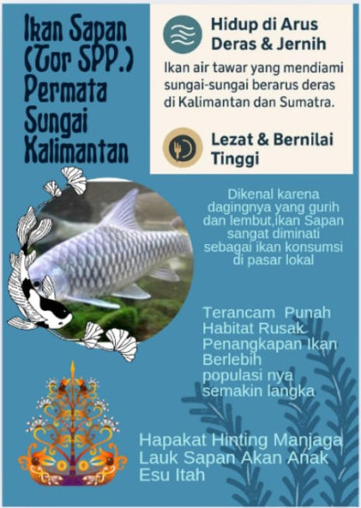 Gambar Ikan Sapan (Tor spp) Permata Sungai Kalimantan