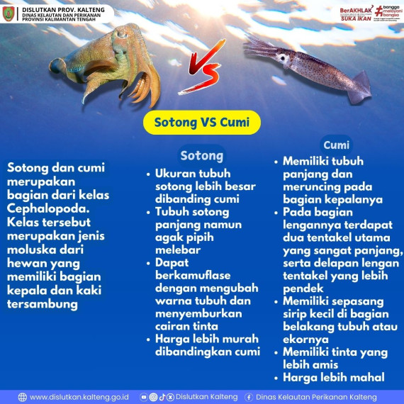 Gambar Beda Sotong dan Cumi