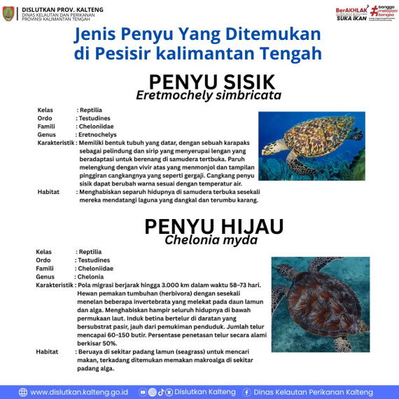 Gambar Jenis Penyu yang ditemukan di Kalteng