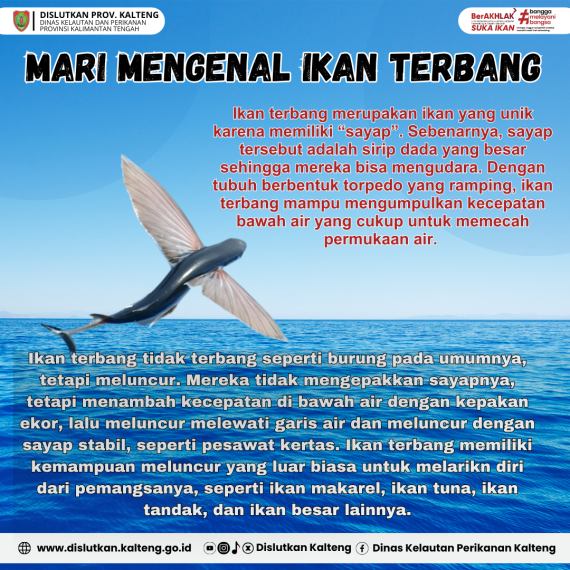 Gambar Mari Mengenal Ikan Terbang