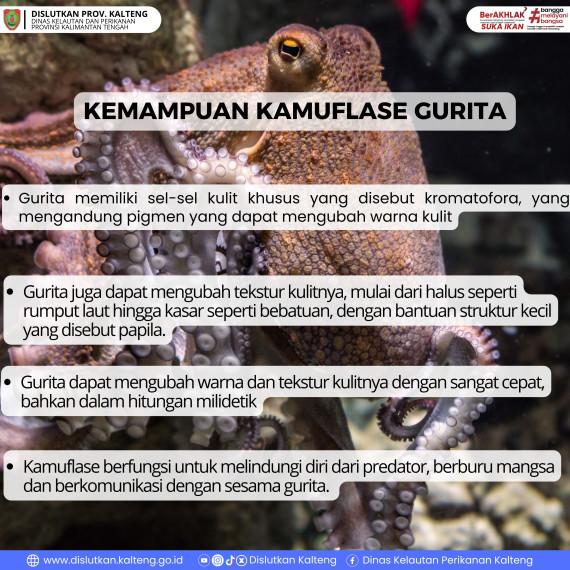 Gambar KEMAMPUAN KAMUFLASE GURITA