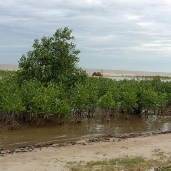 Gambar Ragam Fungsi dan Manfaat Mangrove