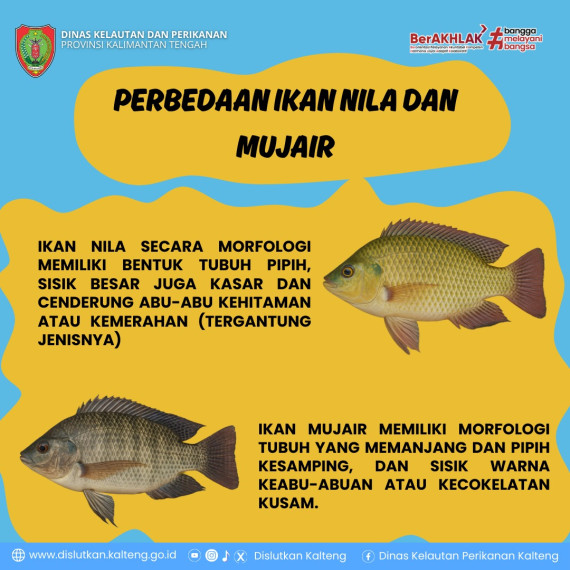 Gambar Ikan Nila dan Ikan Mujair : Serupa Tapi Tak Sama