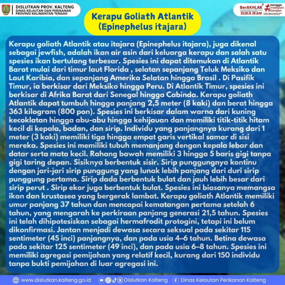 Gambar Kerapu Goliath Atlantik