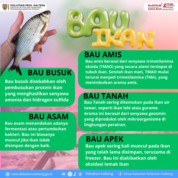 Gambar ternyata ikan punya beragam aroma mulai dari bau segar hingga aroma yang kurang sedap. Yuk, pelajari macam-macam bau ikan