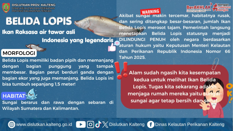 Gambar Mari lindungi Belida Lopis!