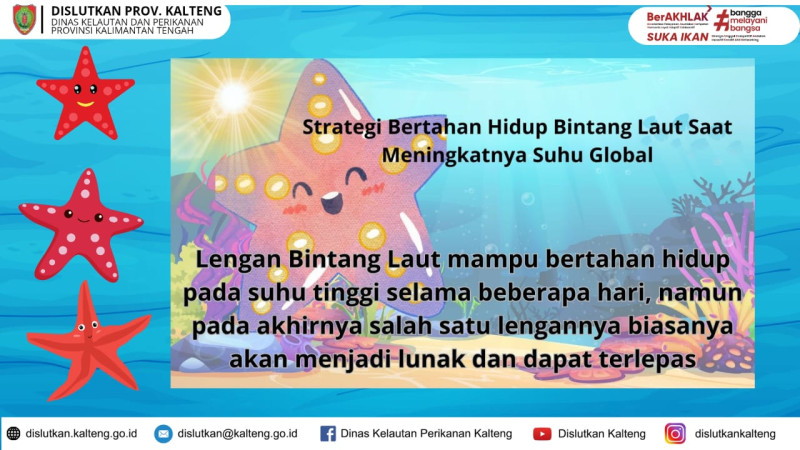 Gambar Strategi Bertahan Hidup Bintang Laut
