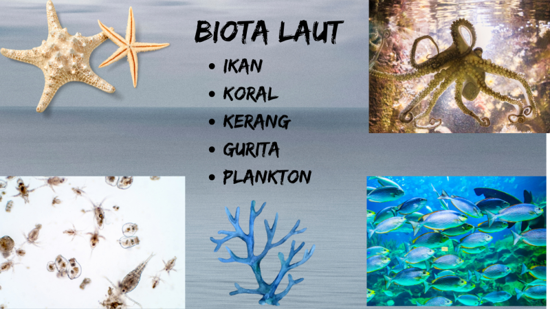 Gambar BIOTA LAUT
