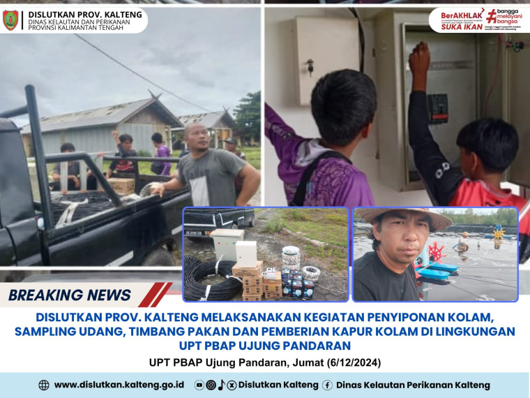 Gambar Dislutkan Prov. Kalteng Melaksanakan Kegiatan Penyimpanan Kolam, Sampling Udang, Timbang Pakan dan Pemberian Kapur Kolam di lingkungan UPT. PBAP Ujung Pandaran, Jumat (6/12/2024)