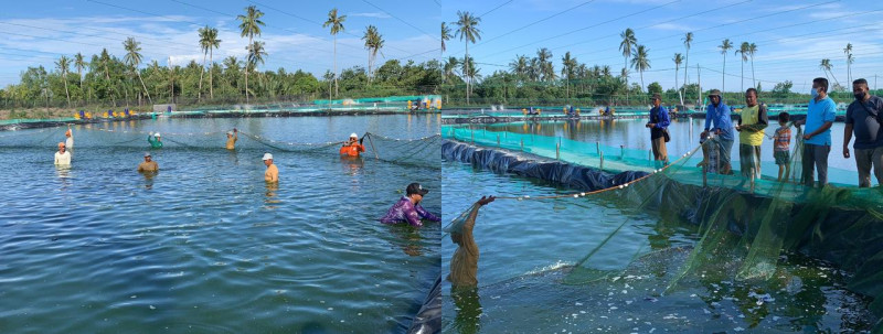 Gambar Panen Total Udang Vaname Sukamara, Provinsi Kalteng Melebihi Target!