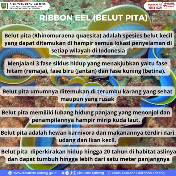 Gambar Ribbon Eel (Belut Pita) yang biasanya hidup di sekitar terumbu karang