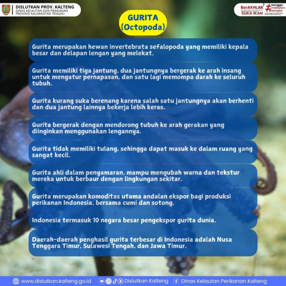 Gambar Info tentang Gurita